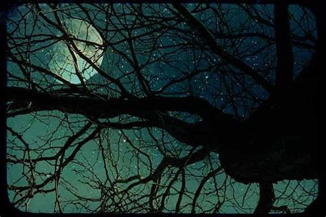 Tree Branch Silhouette Blue Starry Night Sky Full By Lawsonimages 25