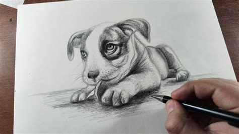 How To Draw A Realistic Looking Dog Distancetraffic19