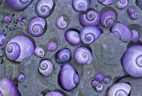 Nature And More Purple Sea Snails Janthina Janthina Janthina