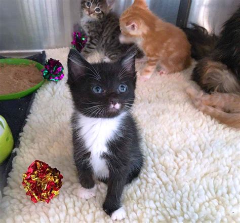 Want to foster cats or kittens in your home? It's Raining Kittens! Foster a Kitten • Kitten Rescue
