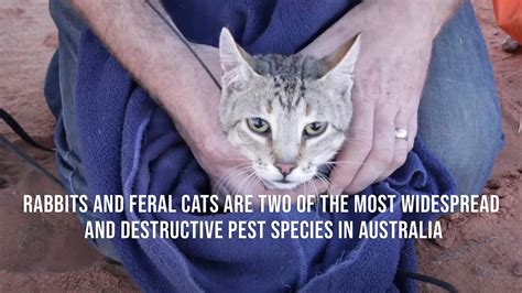 Rabbits And Feral Cats Are Two Of The Most Widespread And Destructive