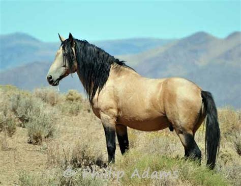 The name comes from the spanish mesteño meaning runaway or wild. 43 best Horse Breeds - Mustangs, Spanish Barbs, wild ...
