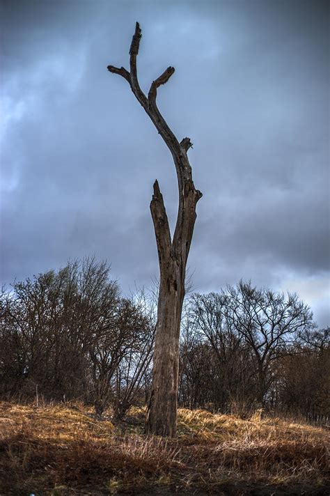 Dead Tree Trunk Against Dark Sky Photograph By Donald Erickson Pixels