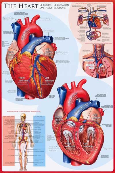 Anatomy Of The Heart Cardiology Education Poster 24x36 Bananaroad