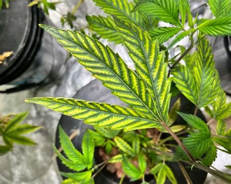 Cannabis Plant Problem Magnesium Deficiency