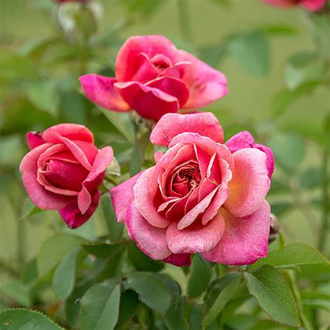 Queen Of Elegance™ Floribunda Rose Bush Vibrant Pink Bareroot