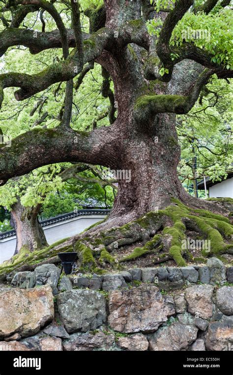 Kyoto Japan An Ancient Camphor Tree Cinnamomum Camphora Or Stock