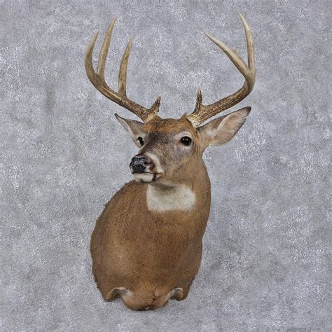 Whitetail Deer Mount For Sale 12495 The Taxidermy Store