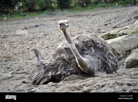 Dublin Zoo Enclosure Hi Res Stock Photography And Images Alamy