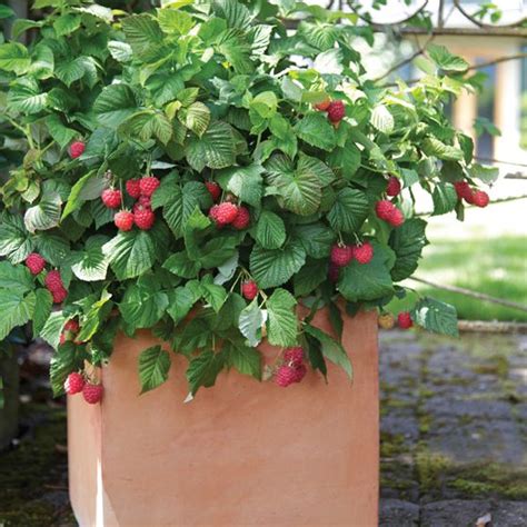 Bushel And Berry Raspberry Shortcake Plants Stark Bros Nurseries