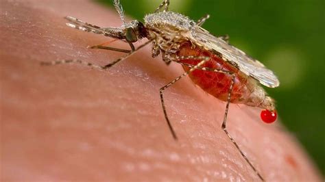 Estos Son Los Cuatro Tipos De Mosquitos Que Te Amargarán El Verano