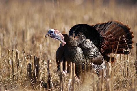 Welcome to visit turkey, your official country guide to turkey. Nightforce SHV 4-14×56 MOAR