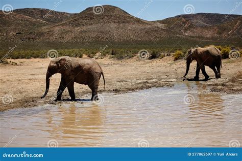Two Giants At The Watering Hole Elephants On The Plains Of Africa