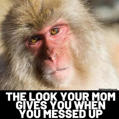Funny Monkey Memes For Monkey Day In 2021 Funny Monkey Memes Monkey
