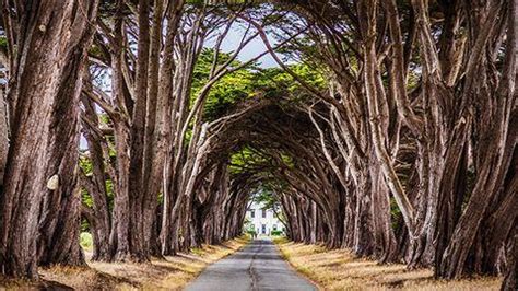 Visit the cypress tree tunnel in 2021. Point Reyes Cypress Tree Tunnel, Inverness, CA ...