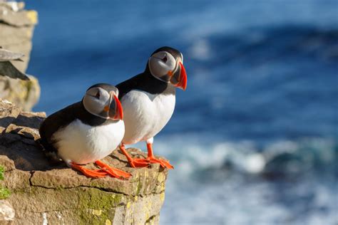 The Puffin In Iceland Best Time And Places To See The Puffin In Iceland
