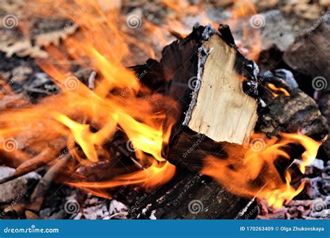 Bonfire In The Autumn Forest Stock Image Image Of Environment