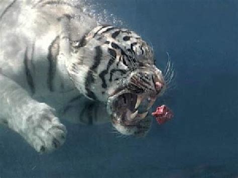 White Tiger Swimming Under Water Image Id 11169 Image Abyss