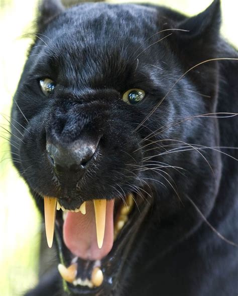 Black Panther Leopard Blackbeauty Black Panther Cat Panther Leopard