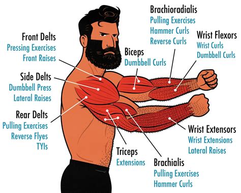 The Best Dumbbell Arm Exercises And Workout