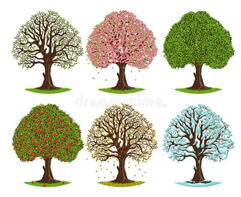 Tree In Different Seasons Spring Blooming Summer Green Autumn