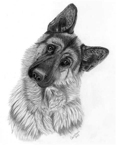 How To Draw A German Shepherd Step By Step