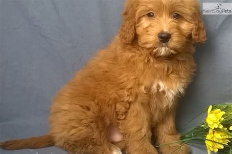 Danny Male Aussiepoo Aussiedoodle Puppy For Sale Near Akron Canton