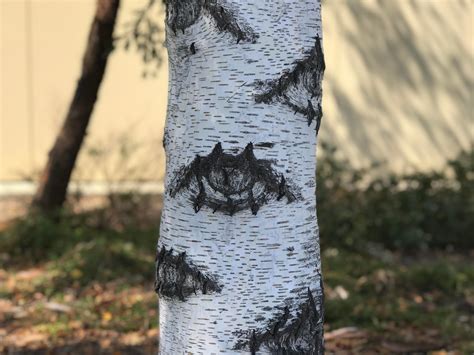 Whats The Name Of This Tree Looks Like A Native Covered In Eyes