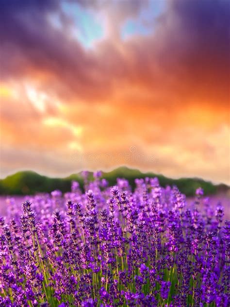 Sunset Over A Summer Lavender Field Stock Photo Image Of Color