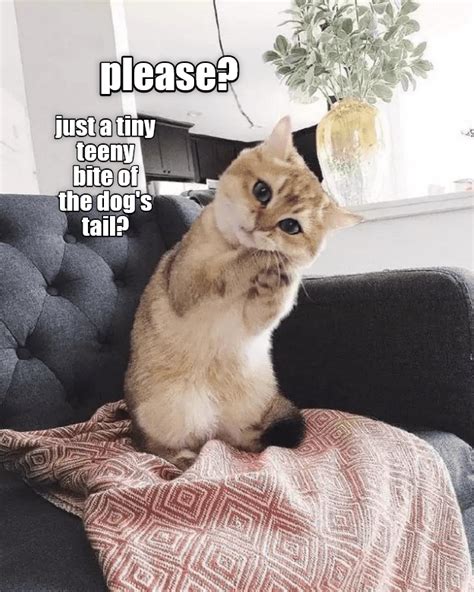 Please Lolcats Lol Cat Memes Funny Cats Funny Cat Pictures