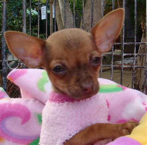 For Sale Tiny Chihuahua Girl Beautifuk Rich Colouring