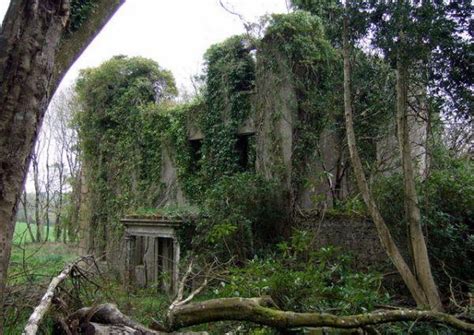 5 Plants That Grow In Abandoned Buildings Urban Ghosts