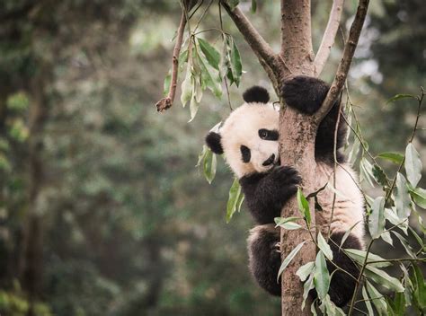 Panda Politics Cute Bears Or Diplomatic Tools Gamma Talks