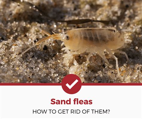 How to get rid of fleas from dogs. How to Get Rid of Sand Fleas: Guide on Bite Prevention and ...