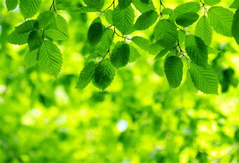 Your green wallpaper nature background stock images are ready. Green Background 25 - 3376x2310