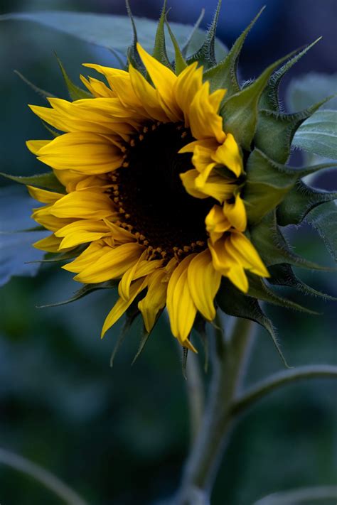 Moody Sunflower Wallpaper