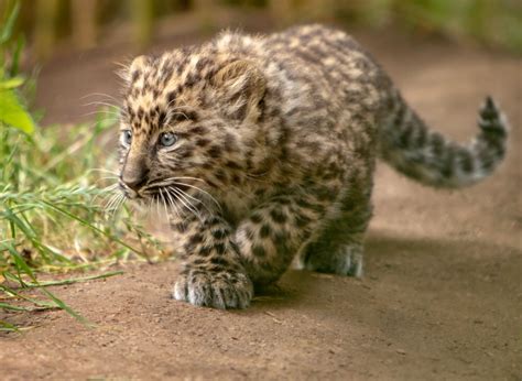 Amur Leopard Baby Peepsburghcom