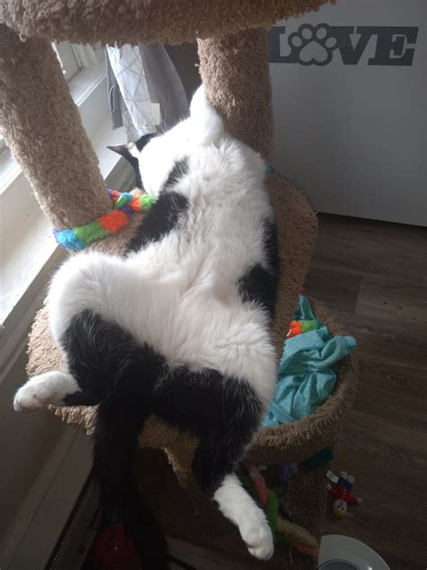 14 Cats Showing Their Bellies Cute Compilation Viral