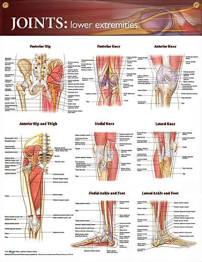 A 30 minute class for hips, hamstrings and lower back. Joints: Lower Extremities Chart 20x26 | Anatomy, Anatomy ...
