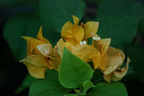 357 Thorns Bougainvillea Stock Photos Free And Royalty Free Stock