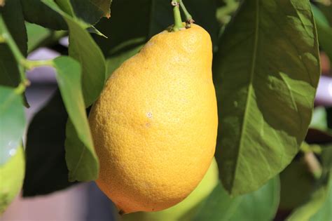 Lemons Fruit Yellow Citrus Free Photo On Pixabay Pixabay