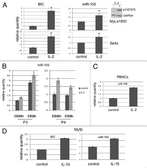 mir 155 expression in response to stat5 activating cytokines a download scientific diagram