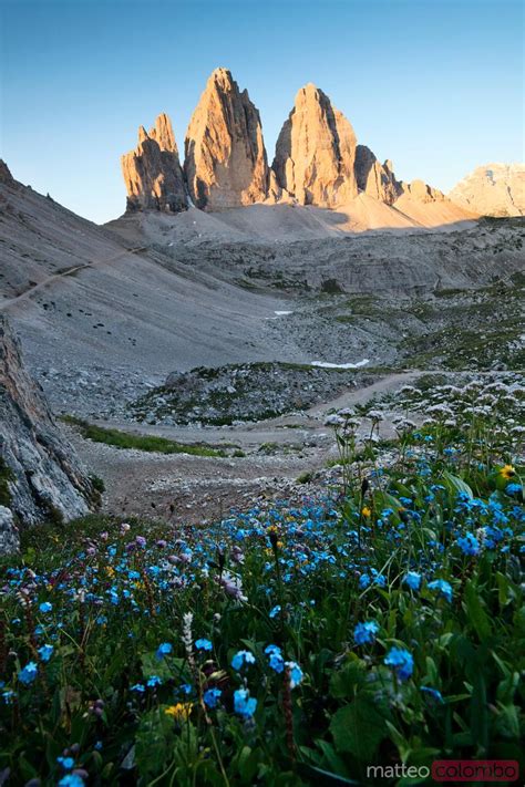 Blue Flowers And The Three Peaks In Summer Dolomites Italy Royalty
