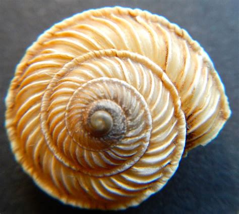 Fibonacci Spiral Davide Castelli Sea Shells Shells