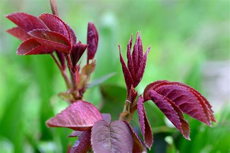 Bush Red Leaves Perennial · Free Photo On Pixabay