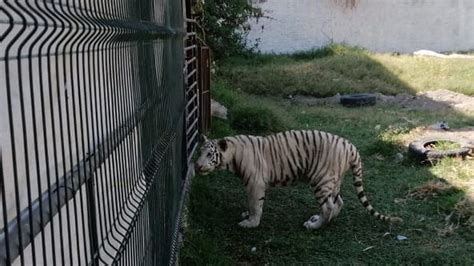 Tiger Seized In Mexico After Man Tried To Lasso It Bbc News