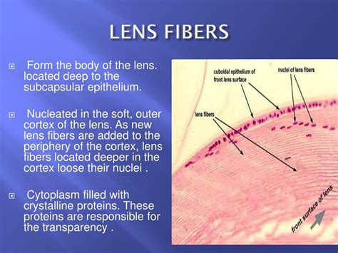 Ppt Histology Of Eye Powerpoint Presentation Free Download Id2390129