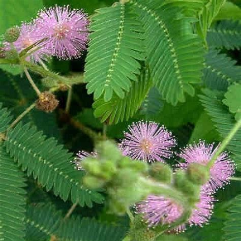 Graines De Mimosa Pudica Sensitive Une Plante Intrigante