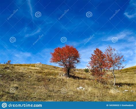 Beautiful Red Trees On Grass Field During Colorful Autumn Season Change
