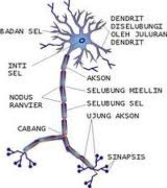 Sistem koordinasi pada hewan meliputi sistem saraf beserta indera dan sistem endokrin(hormon). Jaringan Saraf - JARINGAN HEWAN